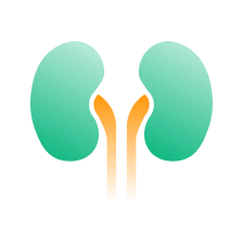 Kidney