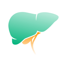 Liver